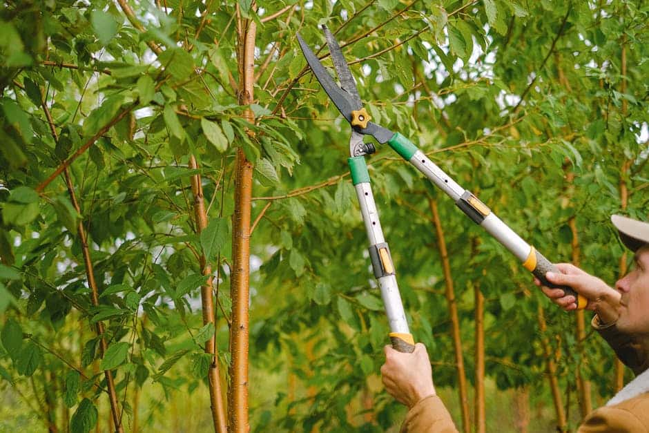 Emergency Tree Removal Services